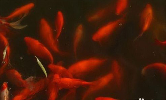 冬天如何飼養金魚(yú) 冬季飼養金魚(yú)的注意事項