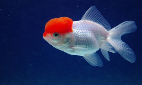 紅帽子金魚(yú)怎么養