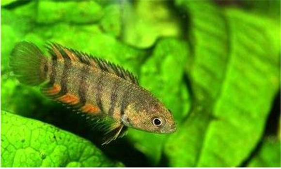 攀鱸魚(yú)的產(chǎn)地 有何特點(diǎn)和習性