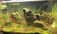 水族箱水渾濁怎么辦、用什么藥 如何布置水草