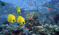 觀(guān)賞魚(yú)什么魚(yú)最好養 飼養觀(guān)賞魚(yú)有哪些保溫方法