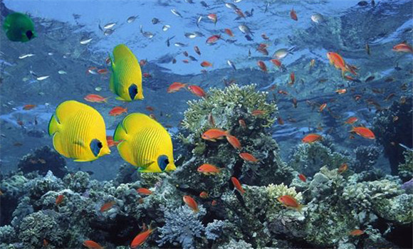 觀(guān)賞魚(yú)什么魚(yú)最好養
