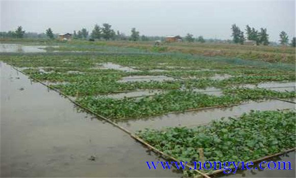 怎樣養黃鱔 黃鱔養殖技術(shù)要點(diǎn)