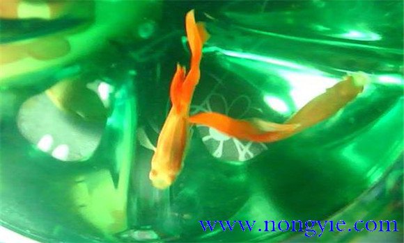 孔雀魚(yú)的特點(diǎn)和習性