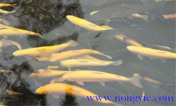 人工養殖虹鱒魚(yú)的飼料配方
