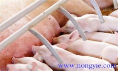 哺乳仔豬的生理特點(diǎn)和生長(cháng)發(fā)育特征