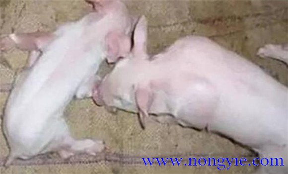 哺乳仔豬偽狂犬主要癥狀表現
