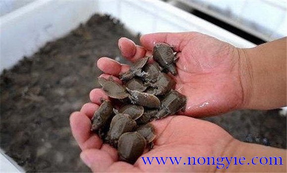甲魚(yú)養殖方技術(shù)要點(diǎn)