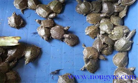 鱉怎么養 如何科學(xué)養鱉