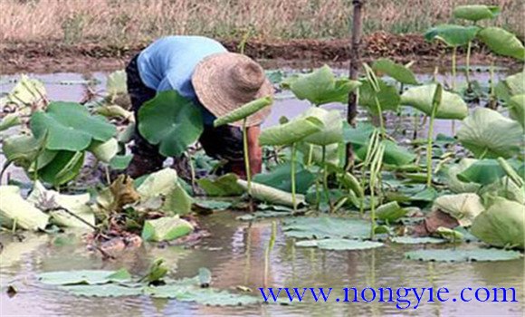 如何養殖甲魚(yú) 養殖甲魚(yú)技術(shù)要點(diǎn)