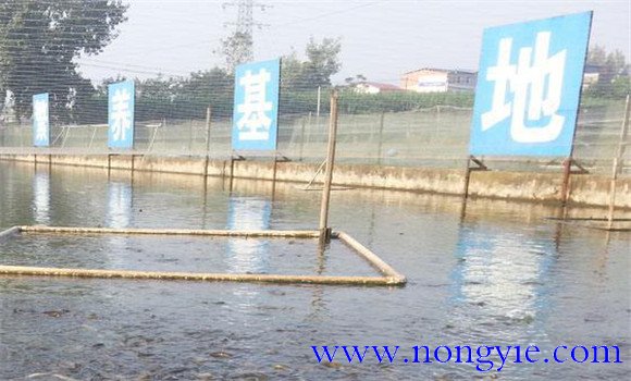 泥鰍和其他魚(yú)類(lèi)混養