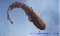 革胡子鯰魚(yú)一年可以長(cháng)多大 革胡子鯰魚(yú)生長(cháng)溫度