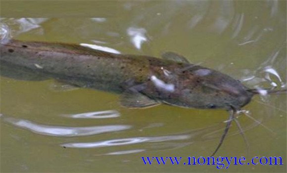 革胡子鯰魚(yú)生長(cháng)溫度要求