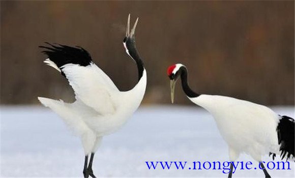 丹頂鶴是幾級保護動(dòng)物