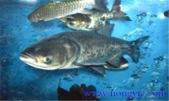 鳙魚(yú)和鰱魚(yú)的區別 鳙魚(yú)和鰱魚(yú)如何搭配放養?