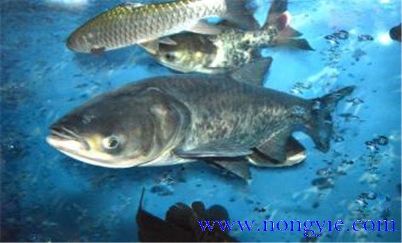鳙魚(yú)和鰱魚(yú)的區別