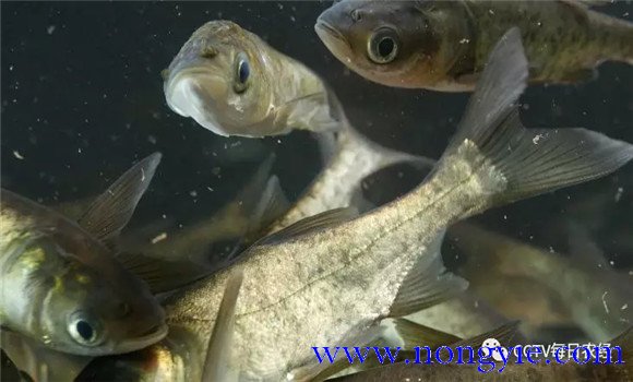 鳙魚(yú)和鰱魚(yú)如何搭配放養