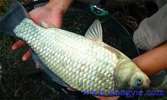 銀鯽魚(yú)一年能長(cháng)多大