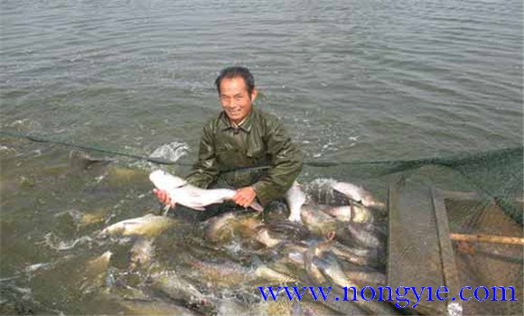 彭澤鯽魚(yú)一年能長(cháng)多大