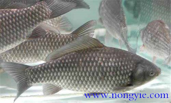 彭澤鯽魚(yú)如何養殖