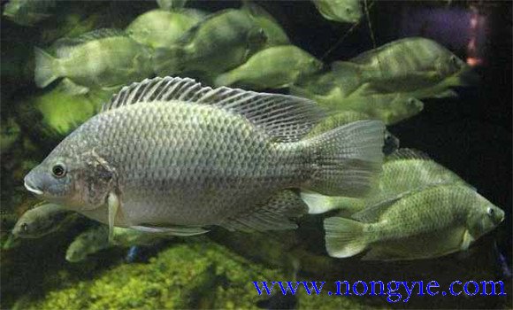 養殖羅非魚(yú)對水體的要求