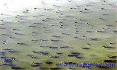 魚(yú)泛塘的原因是什么 如何預防泛塘死魚(yú)