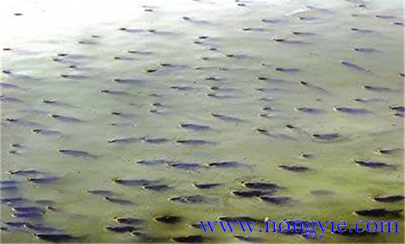 魚(yú)泛塘的原因是什么 如何預防泛塘死魚(yú)