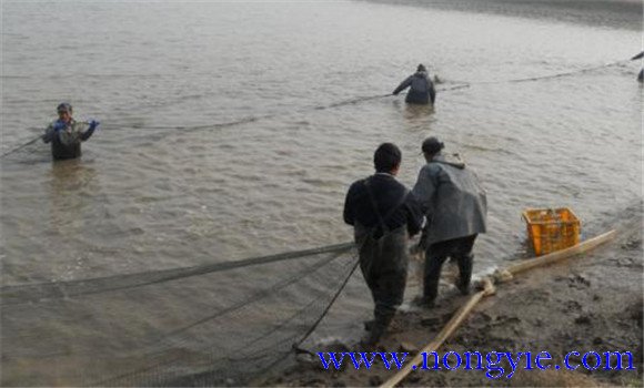 魚(yú)種運輸方法與技術(shù)要點(diǎn)及注意事項