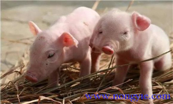 斷奶仔豬的飼養管理需注意的五個(gè)問(wèn)題