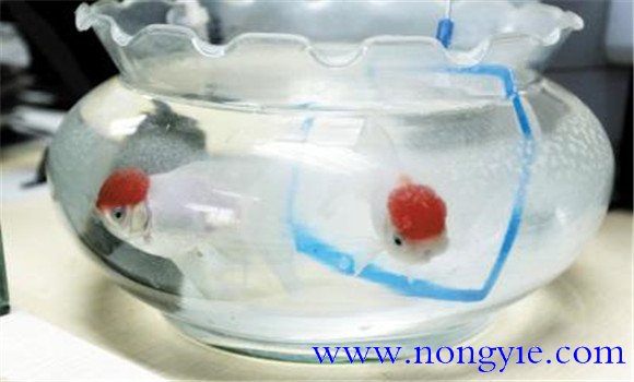 飼養金魚(yú)的物質(zhì)準備
