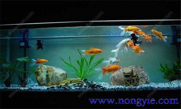 怎樣飼養金魚(yú)，飼養金魚(yú)注意事項和技術(shù)要點(diǎn)