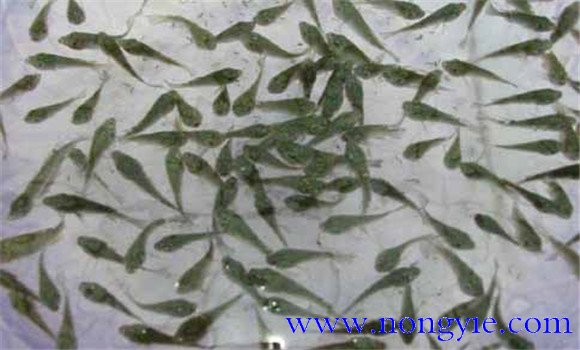 羅非魚(yú)的放養規格與密度
