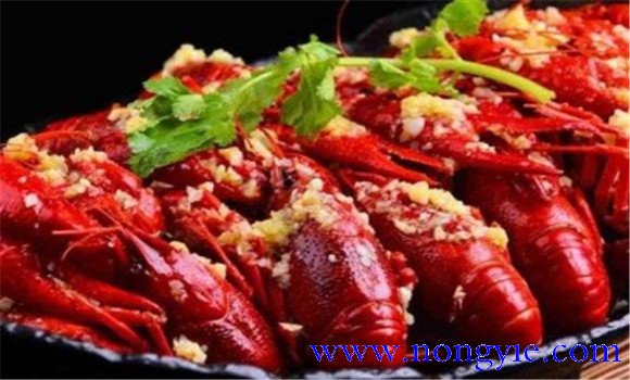 小龍蝦的營(yíng)養價(jià)值