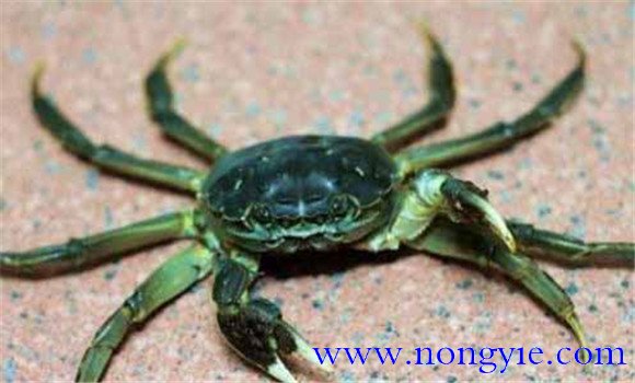 河蟹的壽命究竟有多長(cháng)