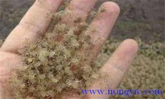 河蟹苗多少錢(qián)一斤 我國天然河蟹苗資源分布