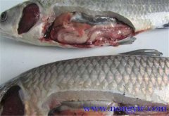 草魚(yú)出血病發(fā)病原因、癥狀、治療方法
