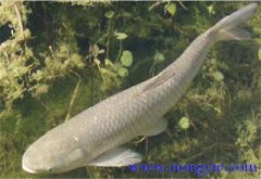 草魚(yú)放養多少密度合適 飼養草魚(yú)的水深要求