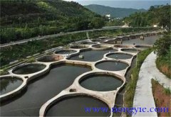 羅非魚(yú)混養什么魚(yú)好 羅非魚(yú)混養方法與技術(shù)