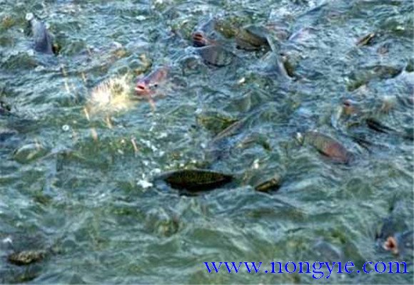 羅非魚(yú)的混養模式