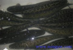 黑魚(yú)可以單養嗎，如何單養？