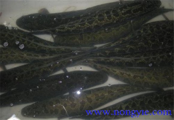 黑魚(yú)可以單養嗎