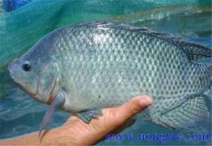 羅非魚(yú)的原產(chǎn)地是哪里，其生活習性如何？