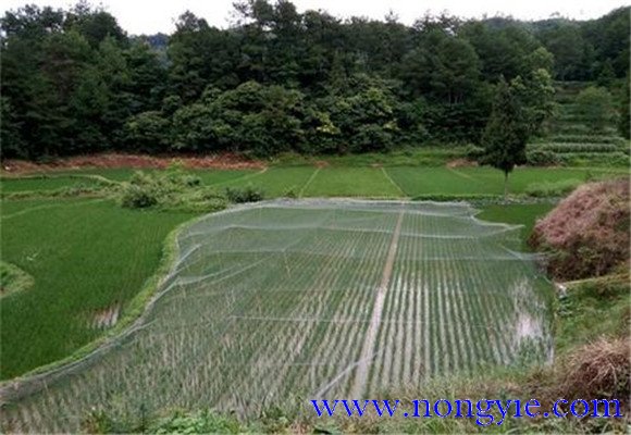 羅非魚(yú)稻田養殖技術(shù)：羅非魚(yú)如何在稻田中飼養