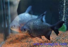 淡水白鯧能長(cháng)多大 淡水白鯧的生活習性如何？