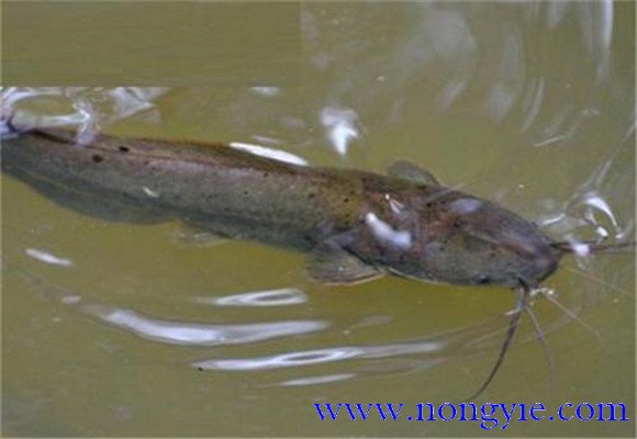革胡子鯰可以和其他魚(yú)混養嗎