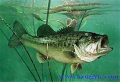 大口黑鱸養殖，飼養幼魚(yú)要注意哪些