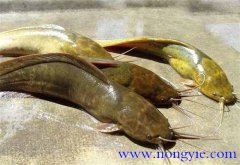 革胡子鯰和鯰魚(yú)的區別 革胡子鯰養殖的幾個(gè)問(wèn)題