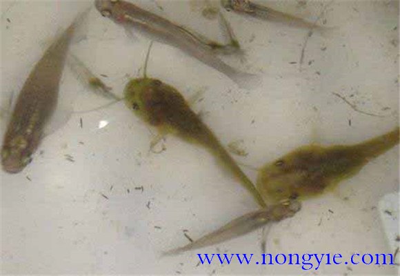 放養革胡子鯰魚(yú)種應注意什么