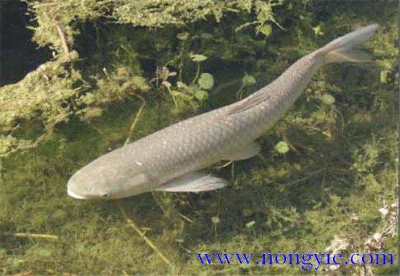 草魚(yú)的生態(tài)習性