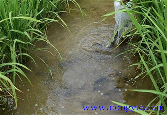 草魚(yú)需要什么樣的池塘條件 池塘草魚(yú)養殖技術(shù)